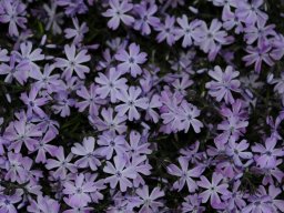 Phlox subulata